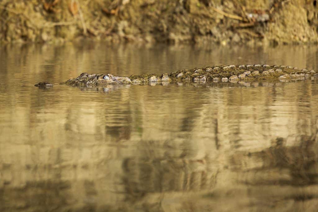 Crocodile at Rapti river of Chitwan