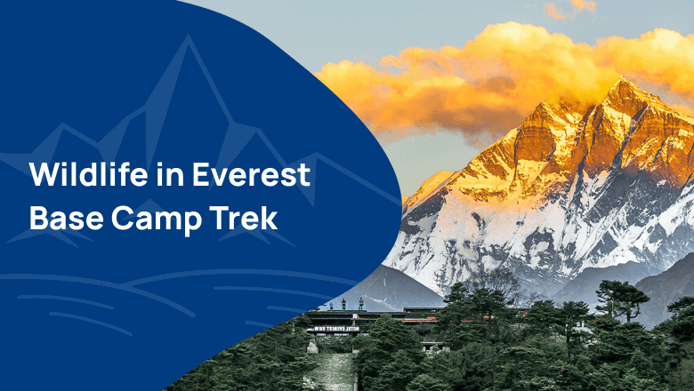 Wildlife in Everest Base Camp Trek