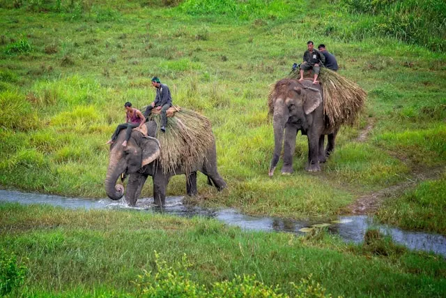 Elephants walking in Chitwan National Park.